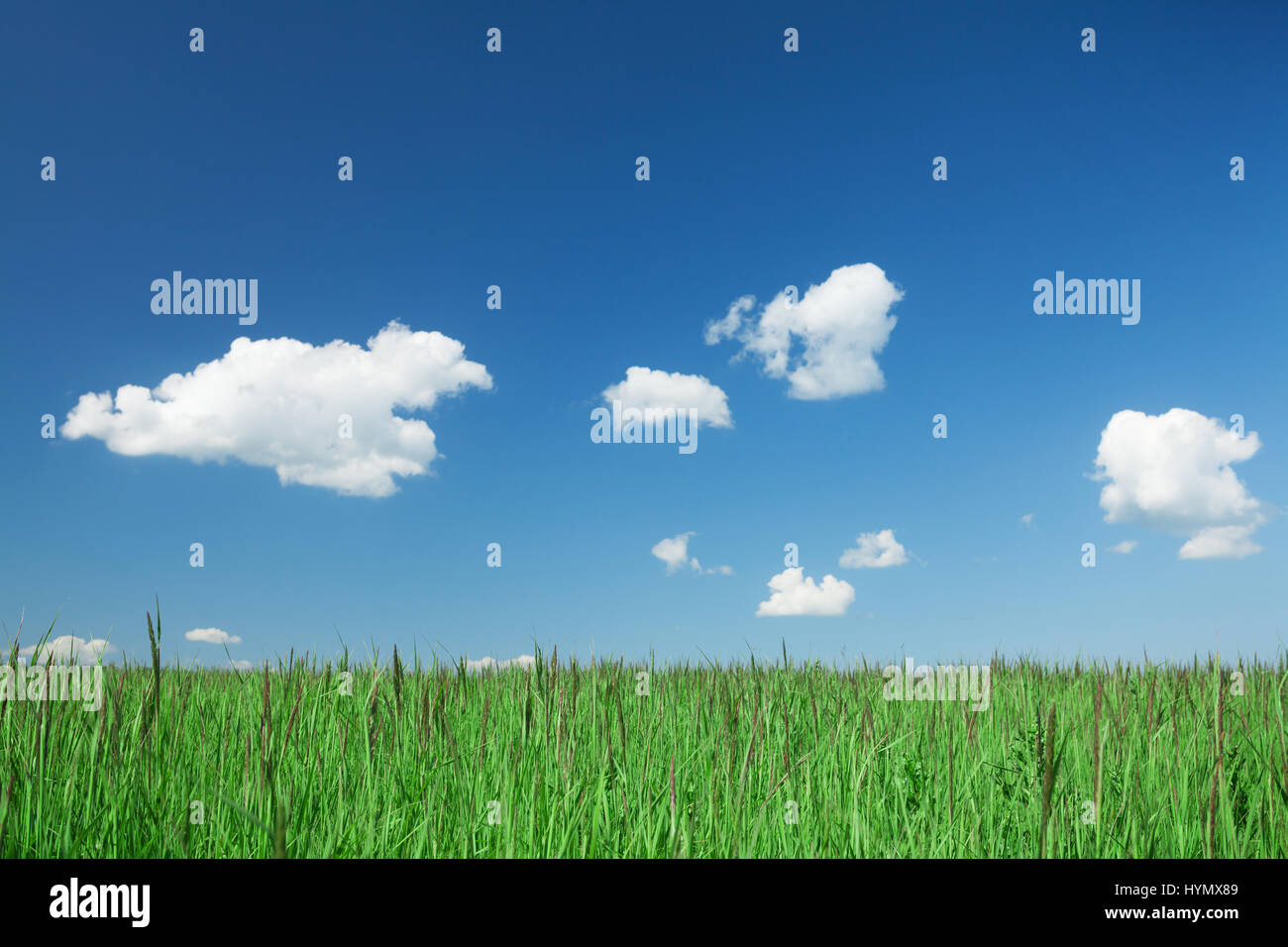 Green grass field and blue sky with clouds. Summer landscape Stock ...