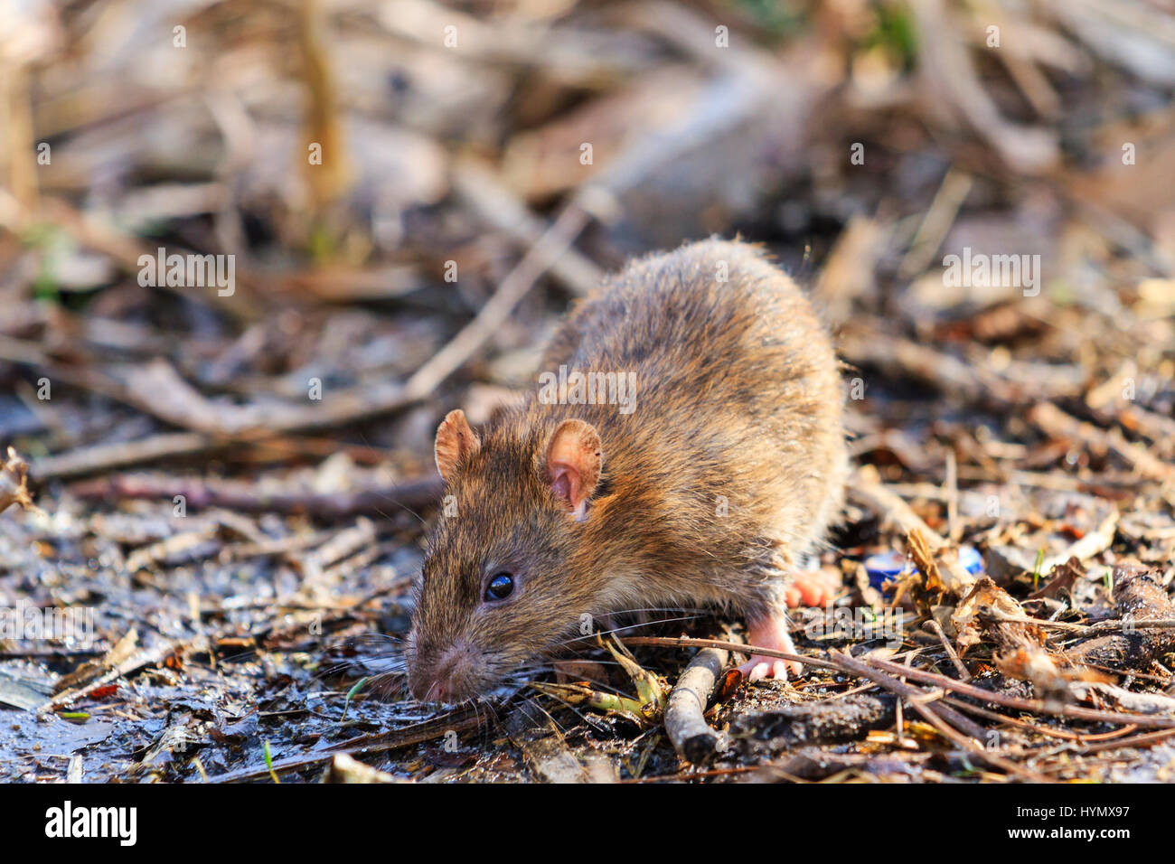 Gray rat with ugly muzzle of rubbish Stock Photo