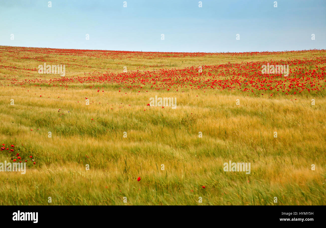 Agricultural corn field with poppies Stock Photo