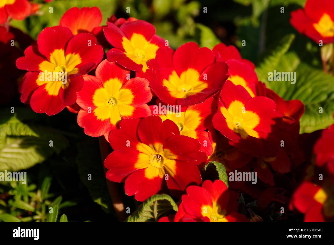 Spring flowers in park hi-res stock photography and images - Alamy
