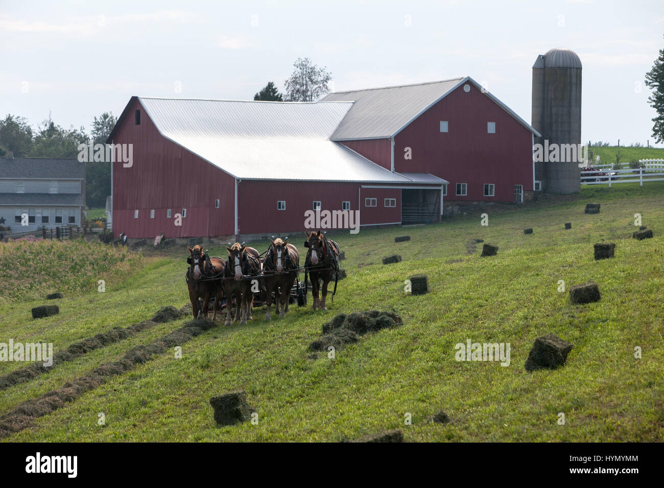 A team of horses bales hay in a field beside an Amish barn. Stock Photo