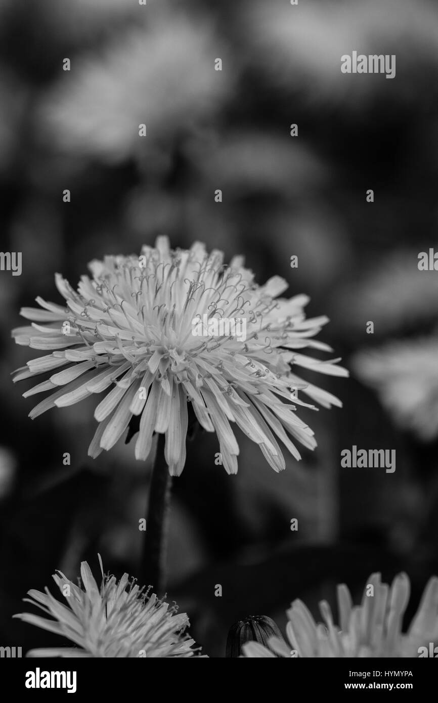 Black and white image of dandelion flowers Taraxacum officinale Stock ...