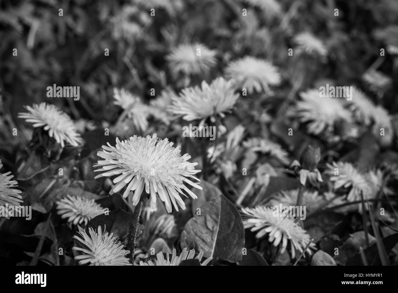 Black and white image of dandelion flowers Taraxacum officinale Stock ...
