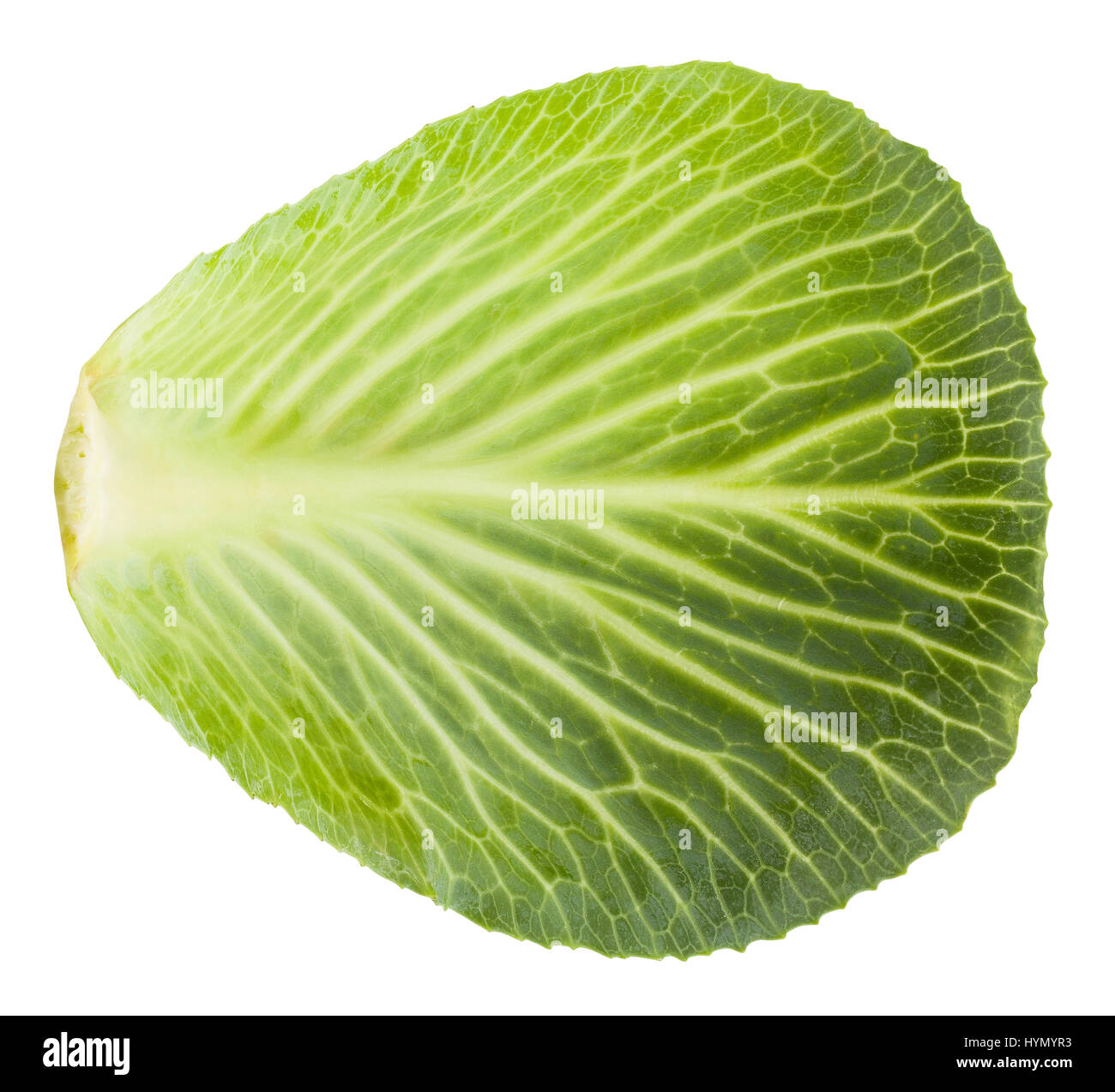 cabbage leaf isolated Stock Photo Alamy