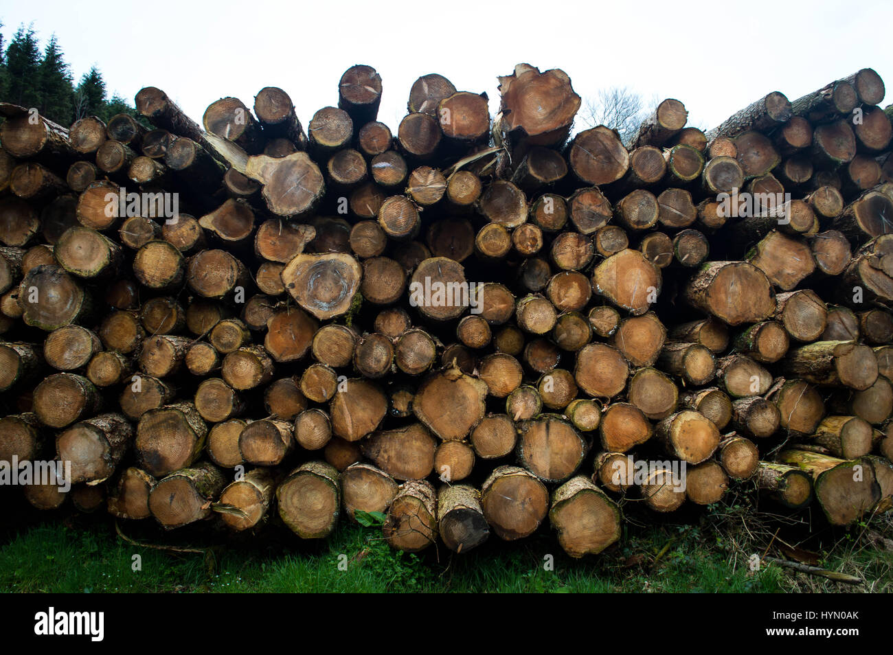 Irish timber hi-res stock photography and images - Alamy