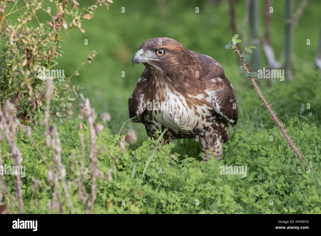 A Red-Tailed Hawk walks in a bush looking for prey after a failed dive. Stock Photo