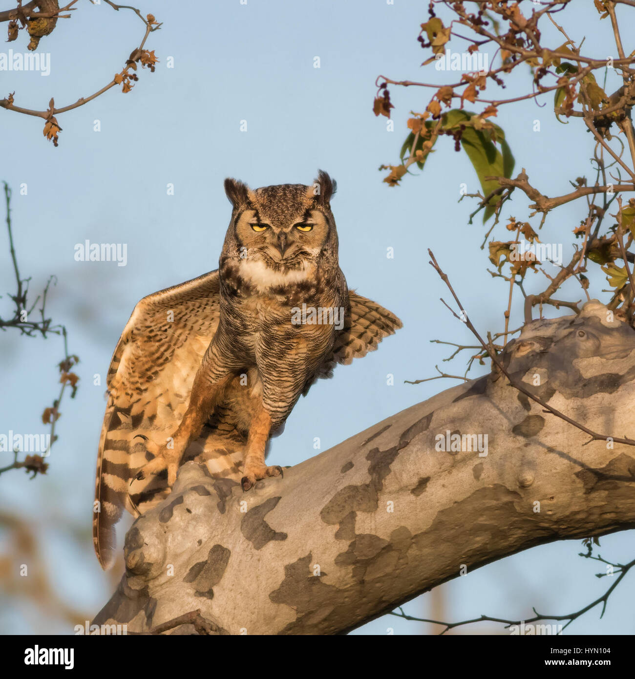 A male Great-Horned Owl stretches before preparing for his evening hunt. Stock Photo