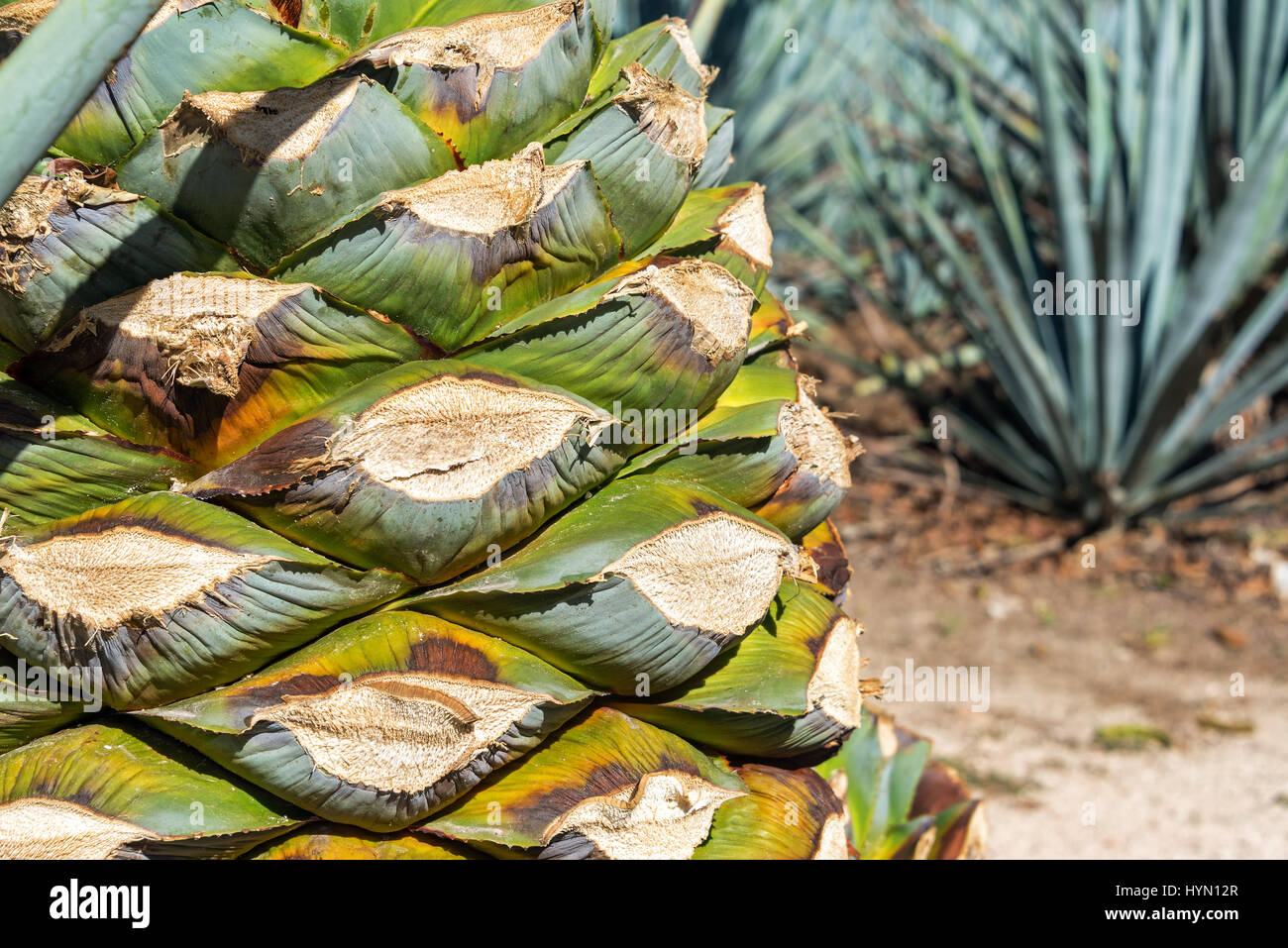 Closeup view of a blue agave plant ready to be made into tequila in