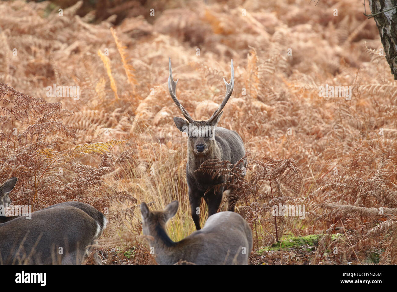 Deer Arne High Resolution Stock Photography and Images - Alamy