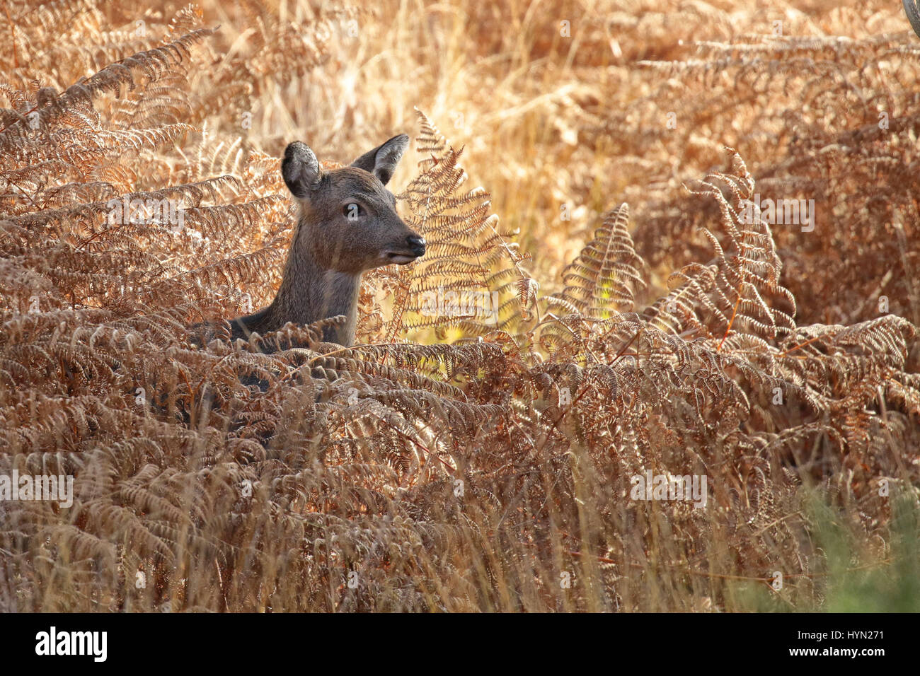 Deer Arne High Resolution Stock Photography and Images - Alamy