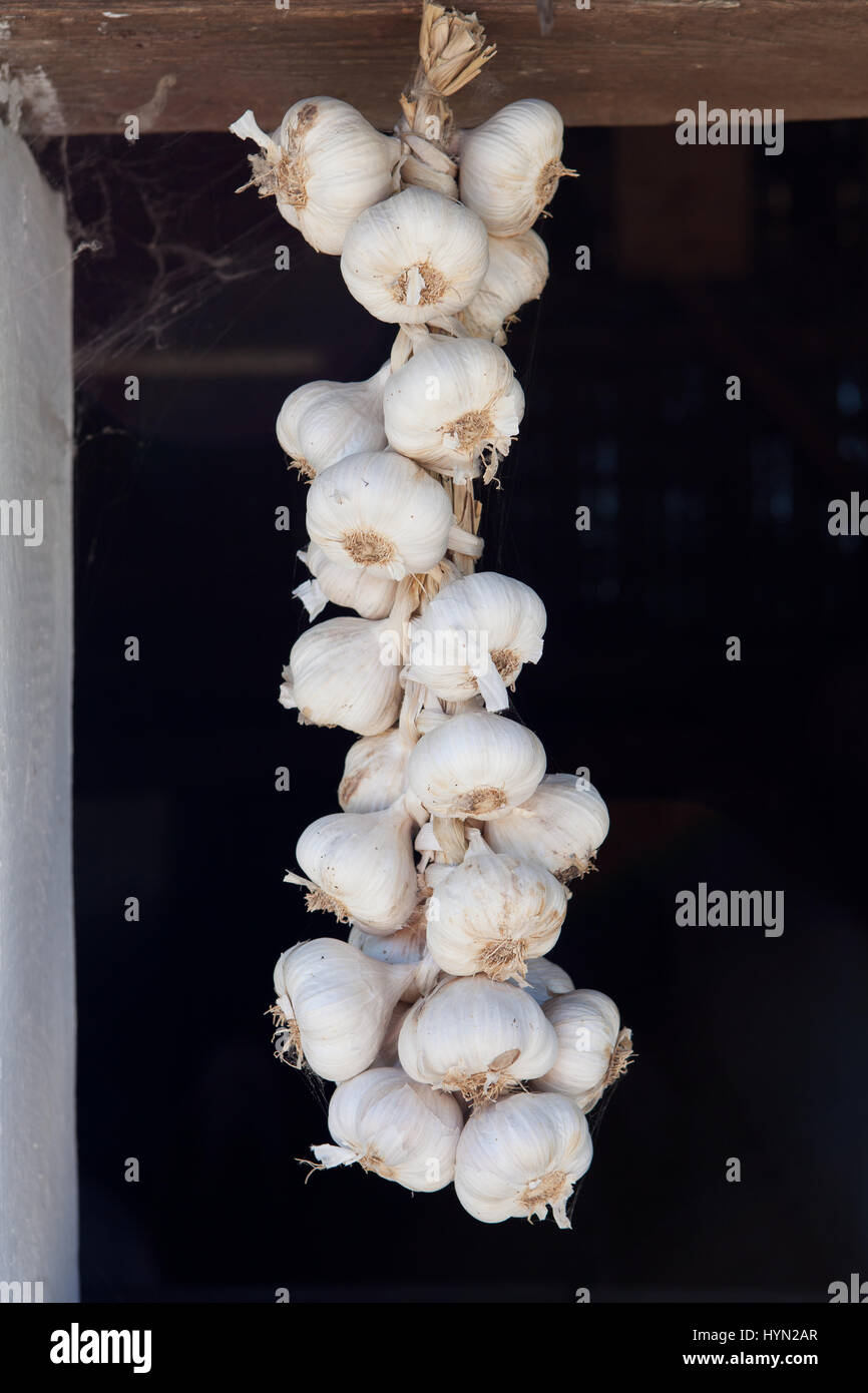 Garlic braid hanging from the wall Stock Photo