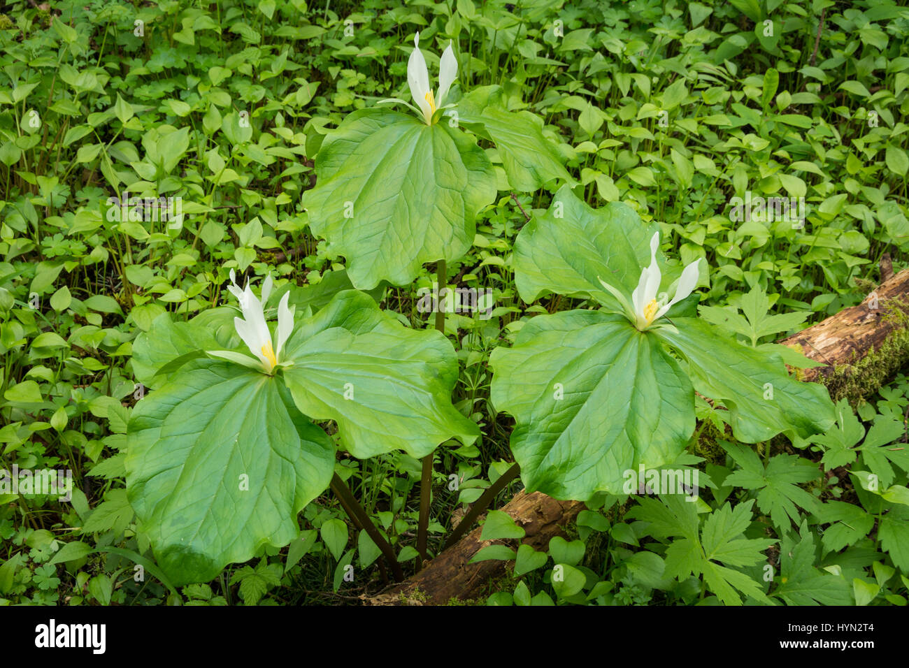 Trillium or Giant White Wakerobin (Trillium albidum); Mount Pisgah Arboretum, Willamette Valley, Oregon. Stock Photo