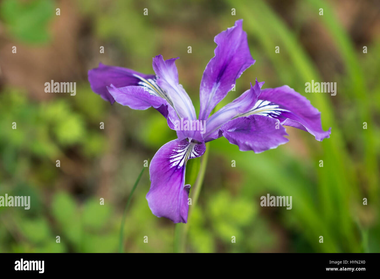Oregon Iris (Iris tenas); Mount Pisgah Arboretum, Willamette Valley, Oregon. Stock Photo