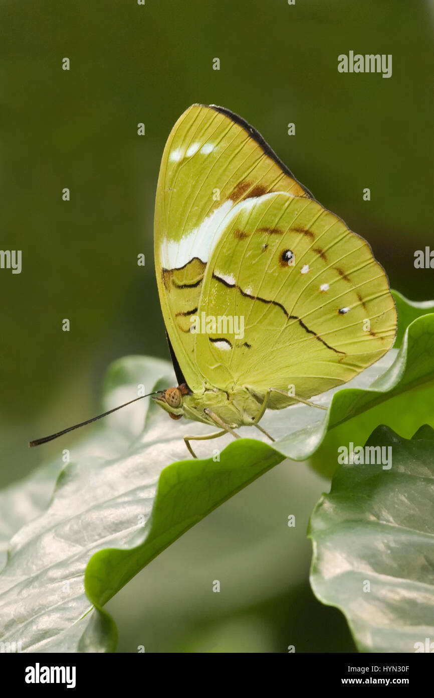 Aglaura Olivewing (Nessaea aglaura) Butterfly close-up at the Pacific Science Center in Seattle, Washington, USA.  They range from southern Mexico to  Stock Photo