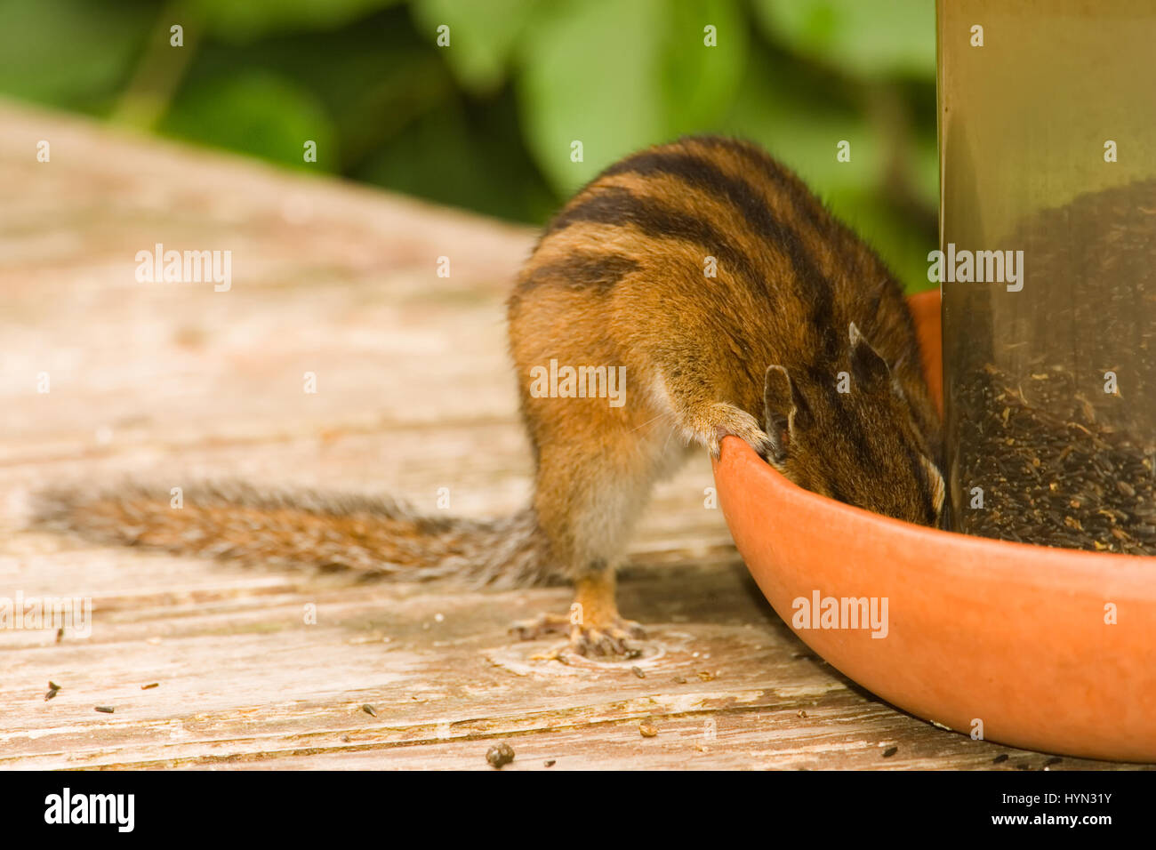 Yellow-pine Chipmunk (Eutamias amoenus) eating nijer seed from a bird feeder sitting on a wooden deck in Issaquah, Washington, USA Stock Photo