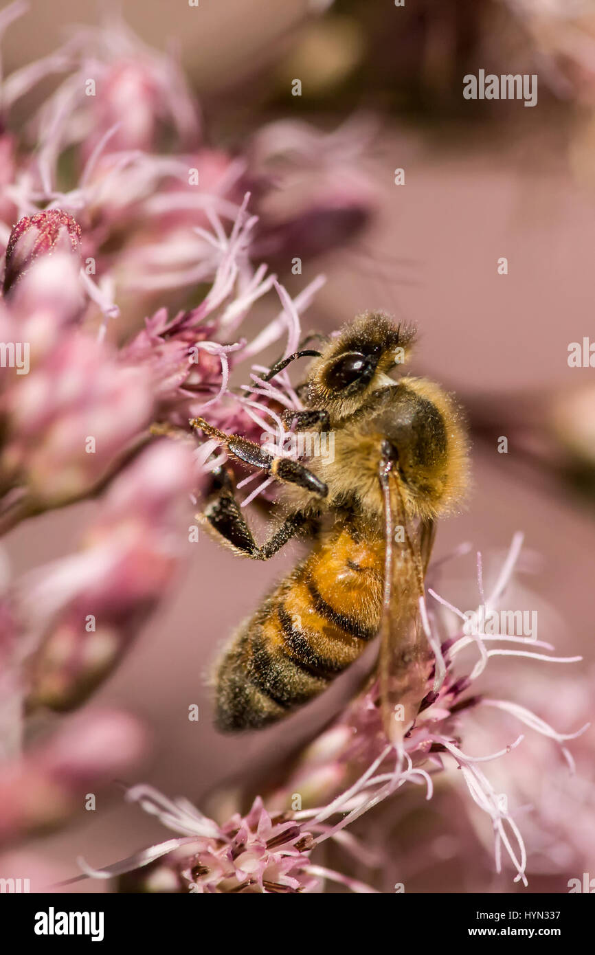 Honeybee pollinating flower in western Washington, USA Stock Photo