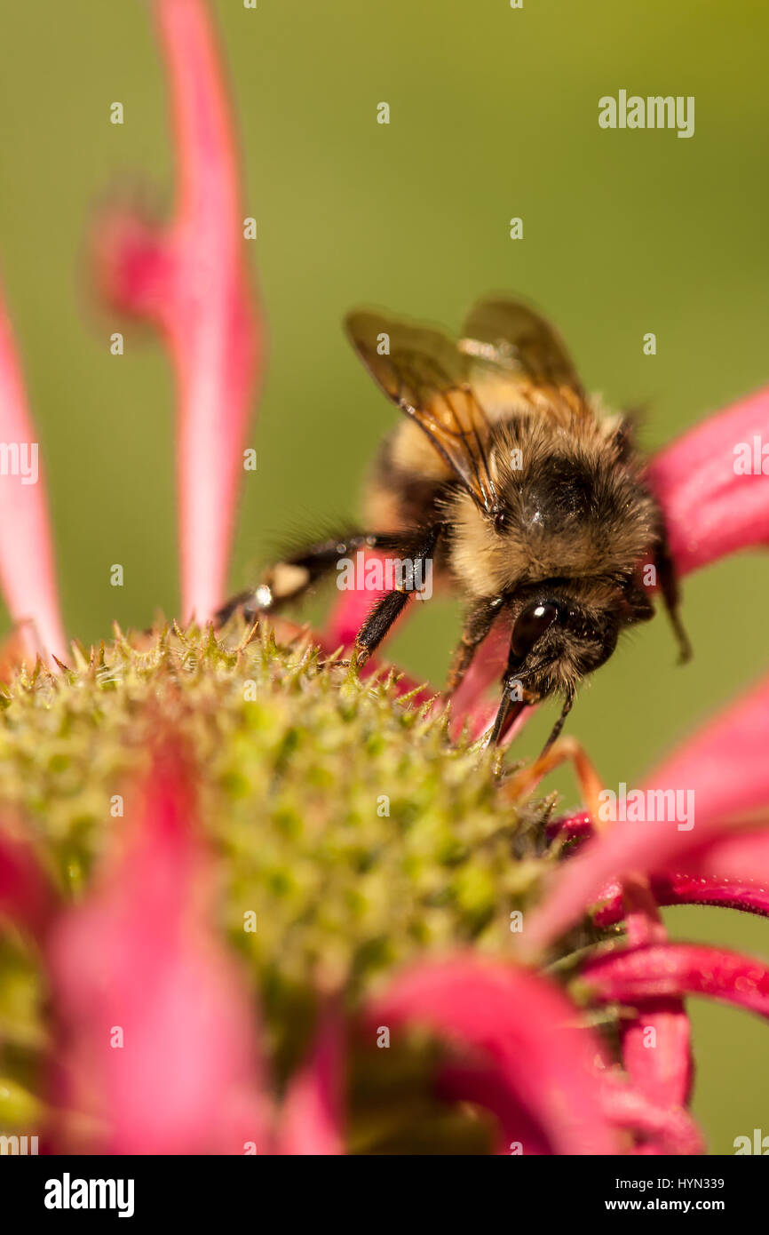 Honeybee pollinating a flower in my backyard in western Washington, USA Stock Photo