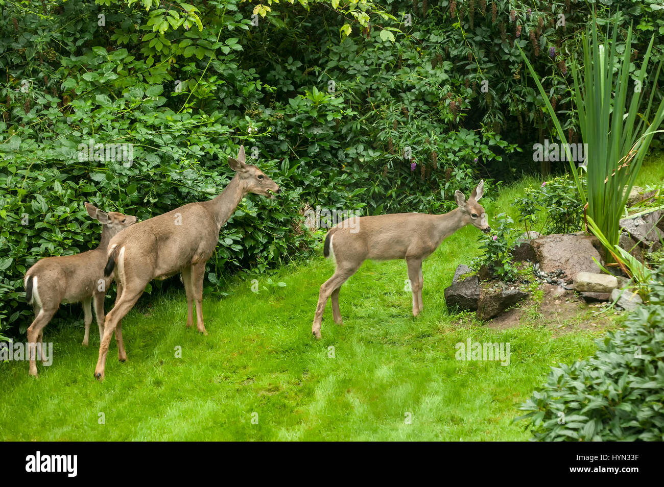 Mule deer does (Odocoileus hemionus) eating plants in a rural yard in Issaquah, Washington, USA