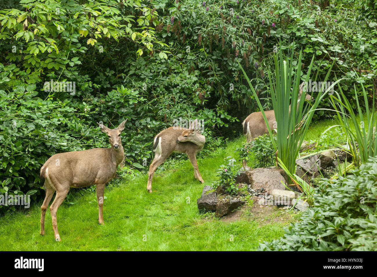 Three Mule deer does (Odocoileus hemionus) wandering about, eating