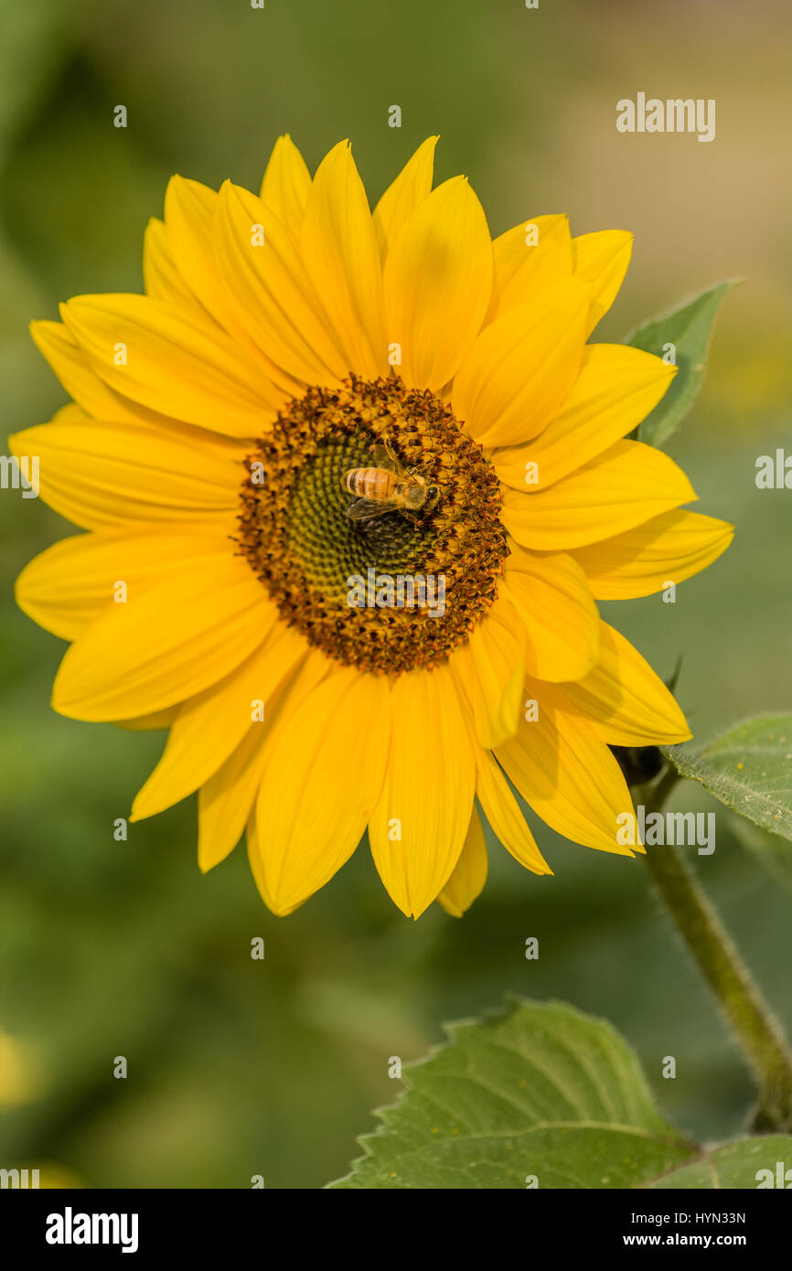 Sunflower (Helianthus multiflorus) with honeybee in Issaquah, Washington, USA Stock Photo