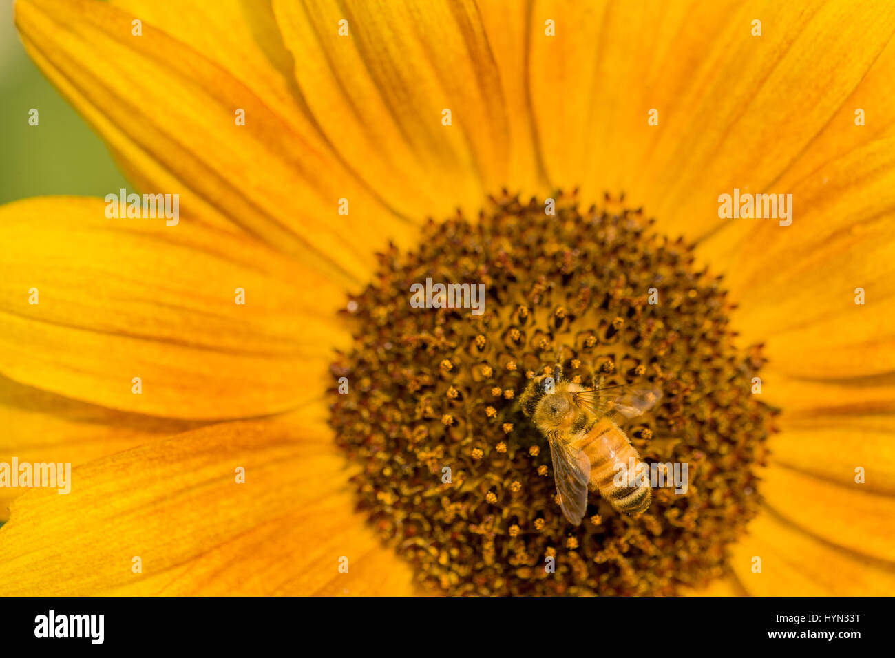 Sunflower (Helianthus multiflorus) with honeybee in western Washington, USA Stock Photo