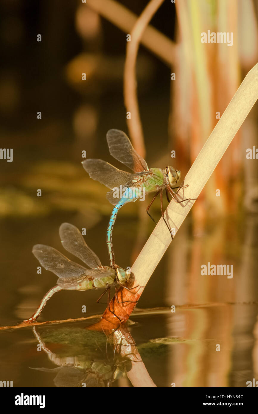 Male and Female Common Green Darner dragonflies on a cattail at Cozad Ranch in southern Texas near Linn.  The female is laying eggs in the water. Stock Photo