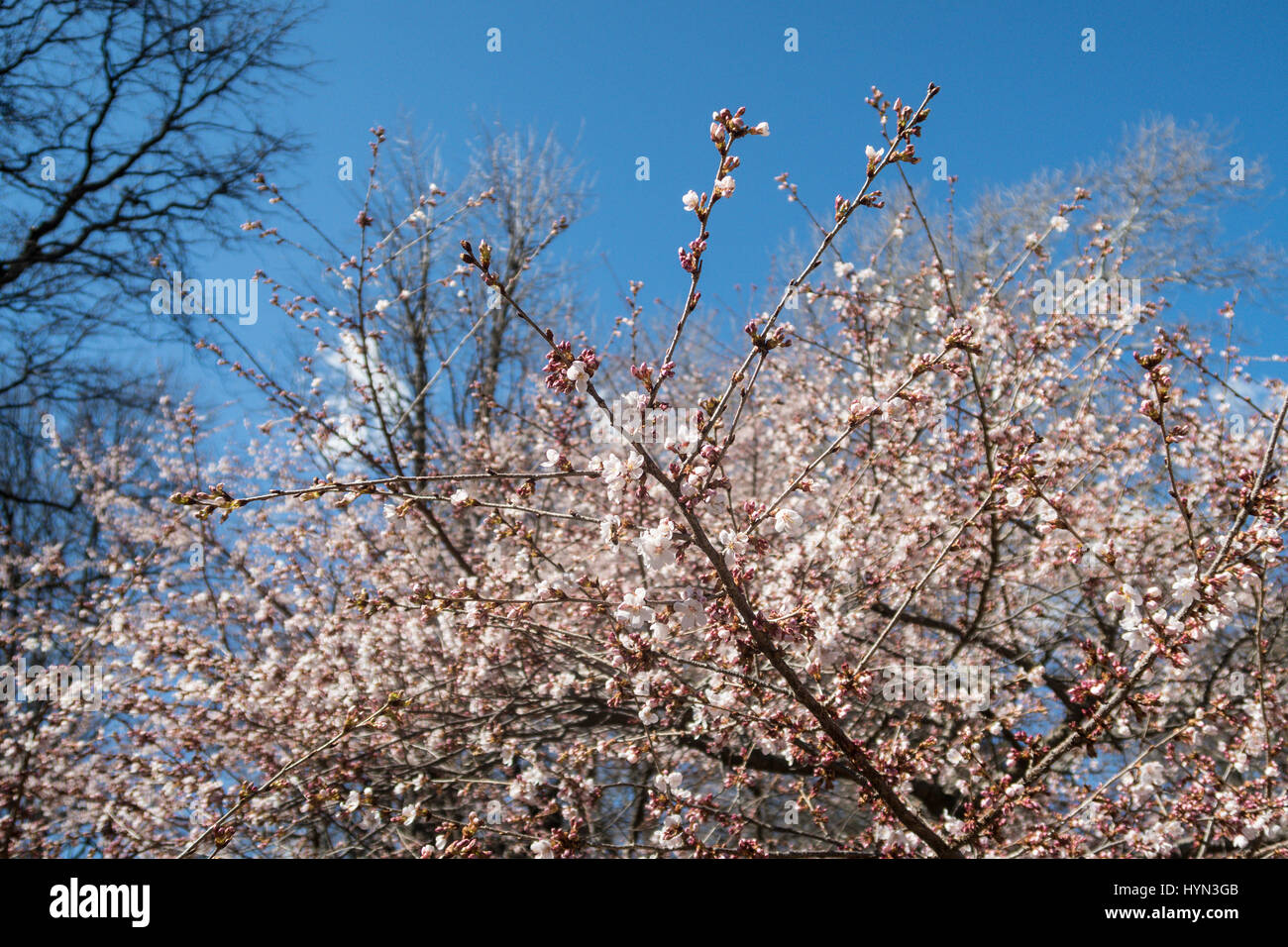 Cherry Blossom Installation In NYC — Zuma Restaurant Cherry Blossoms