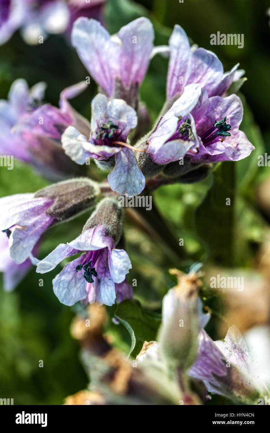 Physochlaina orientalis in bloom Stock Photo