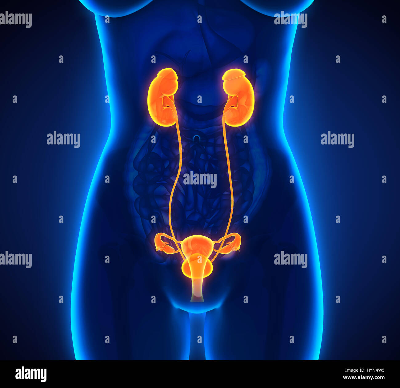 Female Urinary System Stock Photo Alamy