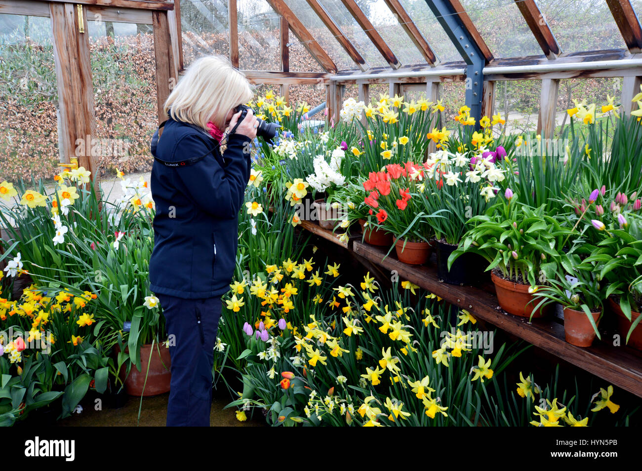 Blond Woman Taking Photos of Spring Flowers in a Greenhouse at RHS ...