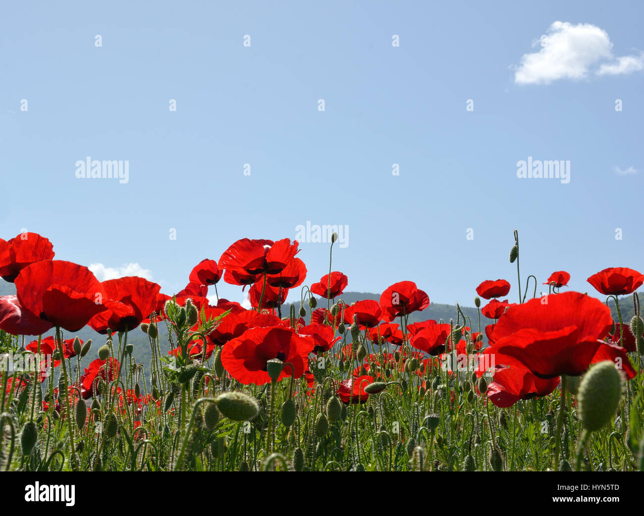 Field of poppies with sky as background Stock Photo - Alamy
