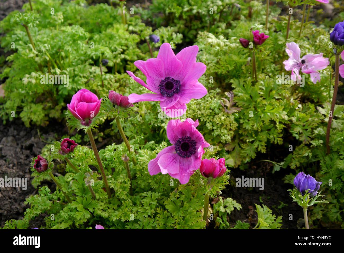 A Display of Mixed Anemone coronaria (De Caen Group) Grown in a Border