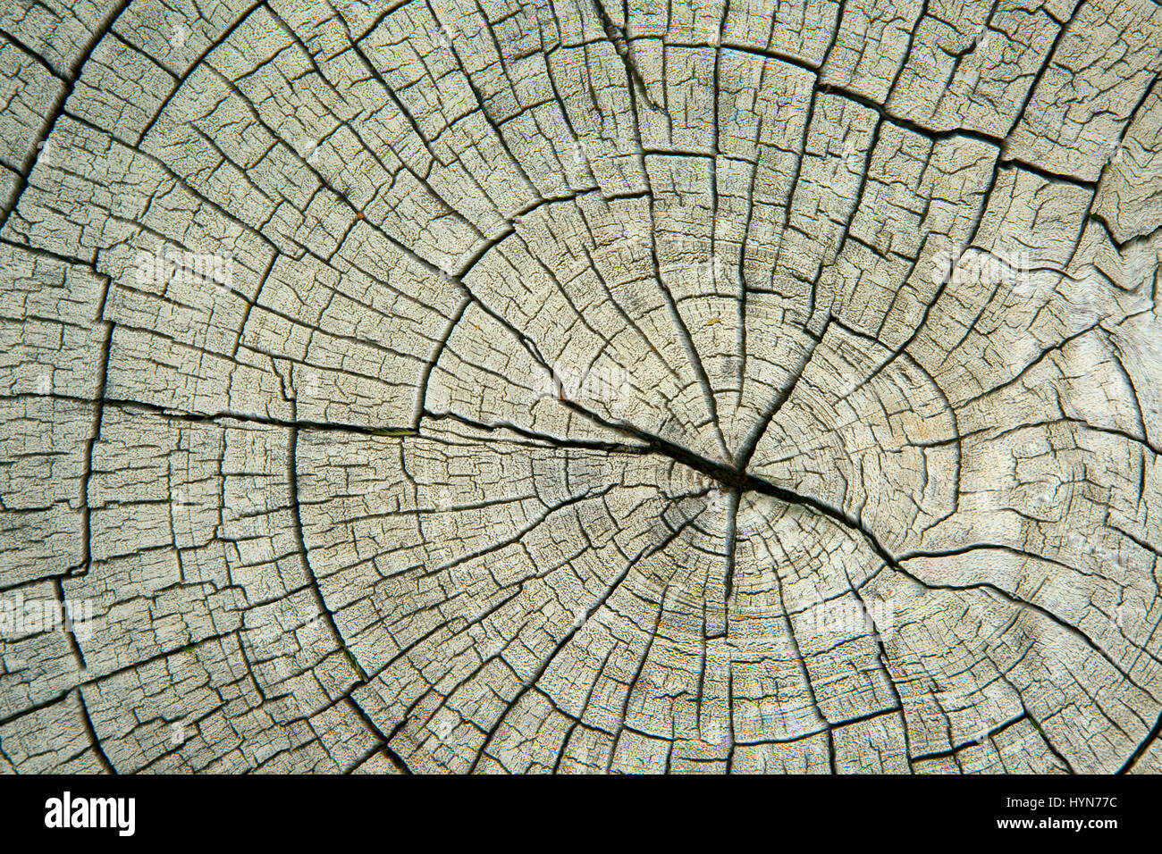 Ring shake wood hires stock photography and images Alamy