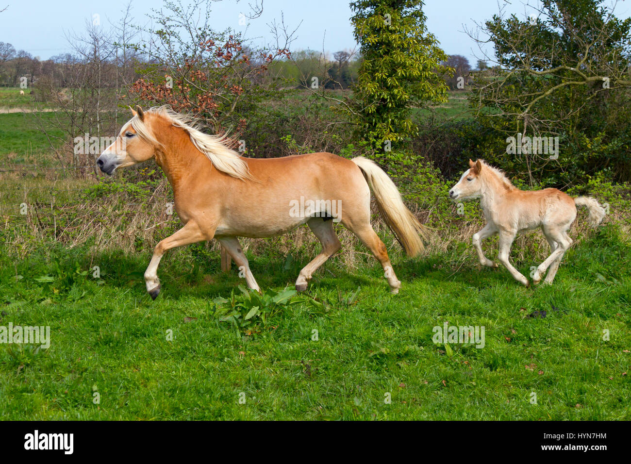 Haflinger mare and foal running in meadow Stock Photo