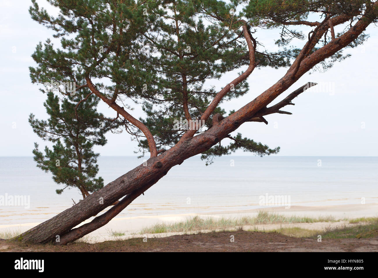 Pine at Baltic sea coast Stock Photo - Alamy