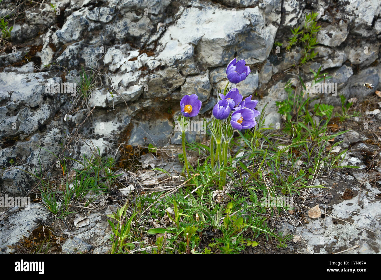 Pasqueflower or Sleep-grass ( Pulsatilla patens) one of the spring primrose in Western Siberia Stock Photo