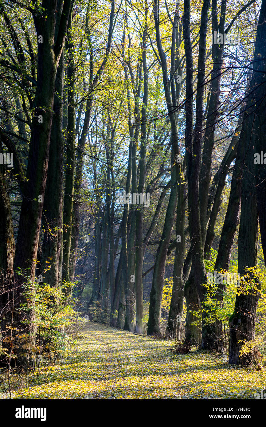 Path in the forest in the spring Stock Photo - Alamy