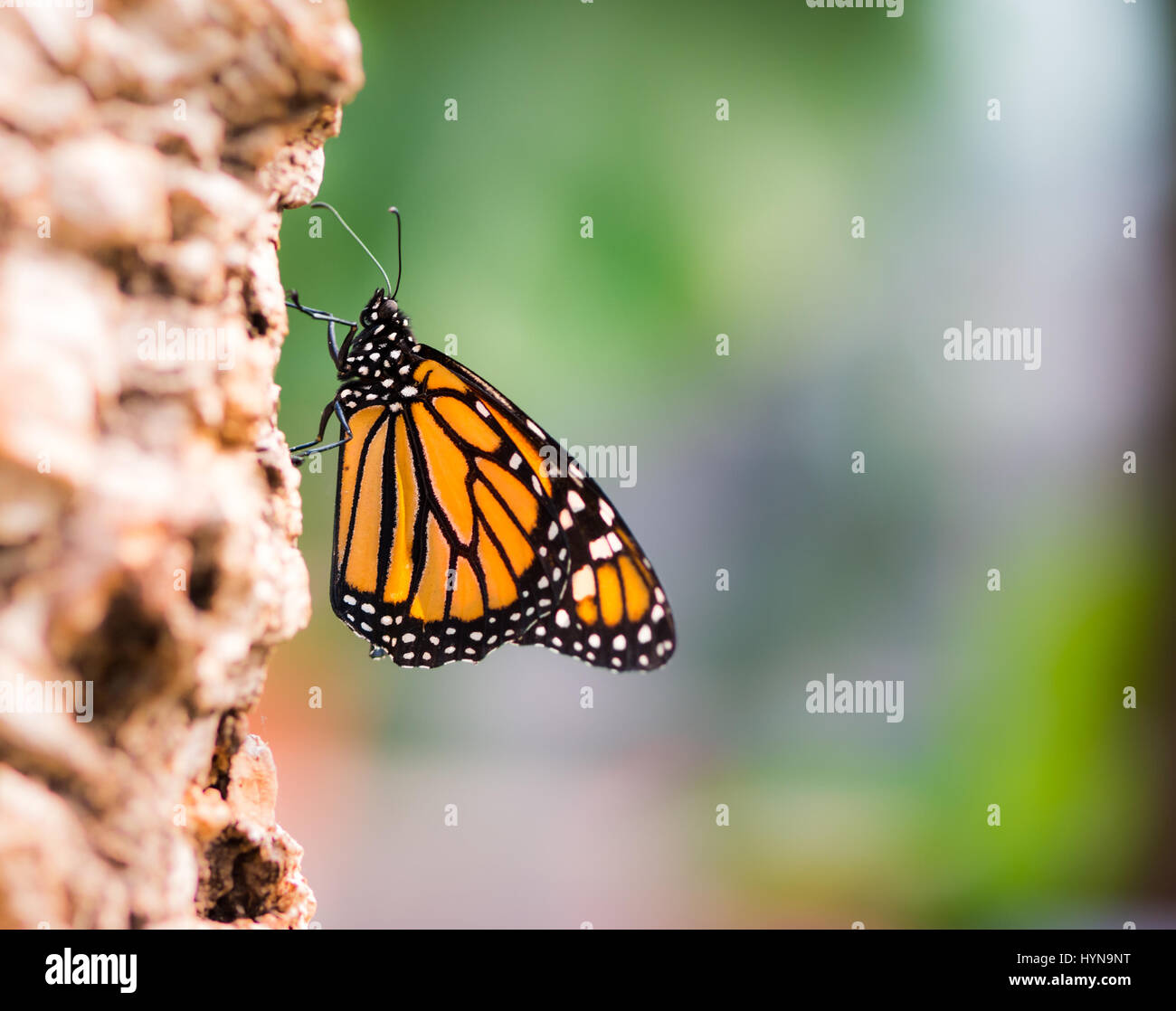 Macro of a Monarch butterfly (Danaus plexippus Stock Photo - Alamy