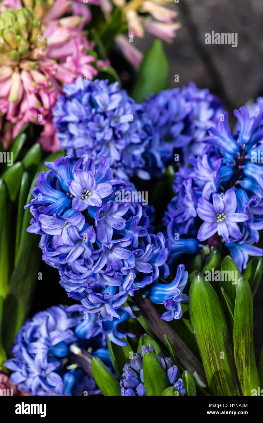 Hyacinths hyacinthus hires stock photography and images Alamy