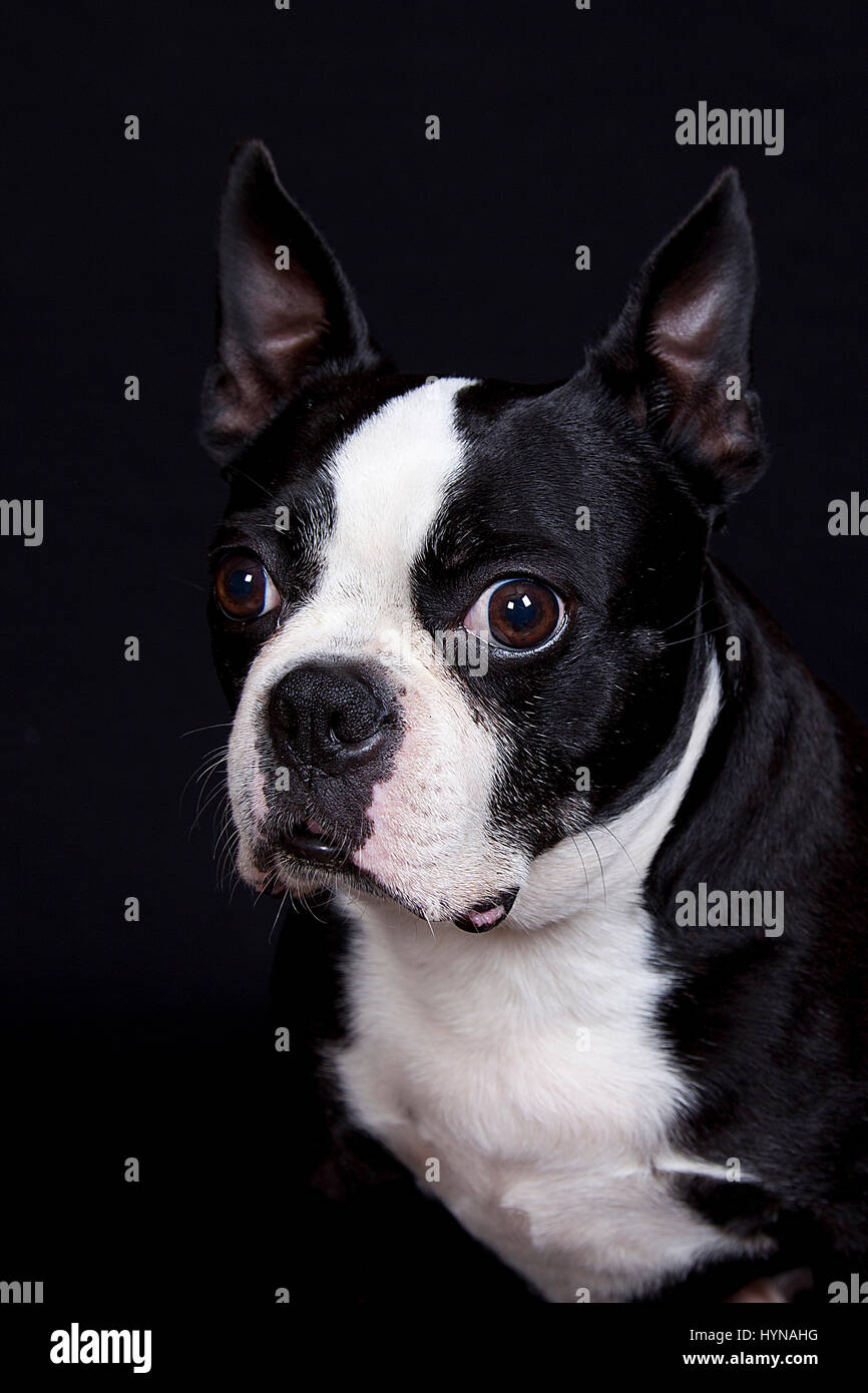 Portrait of a Boston terrier isolated on black background. Stock Photo