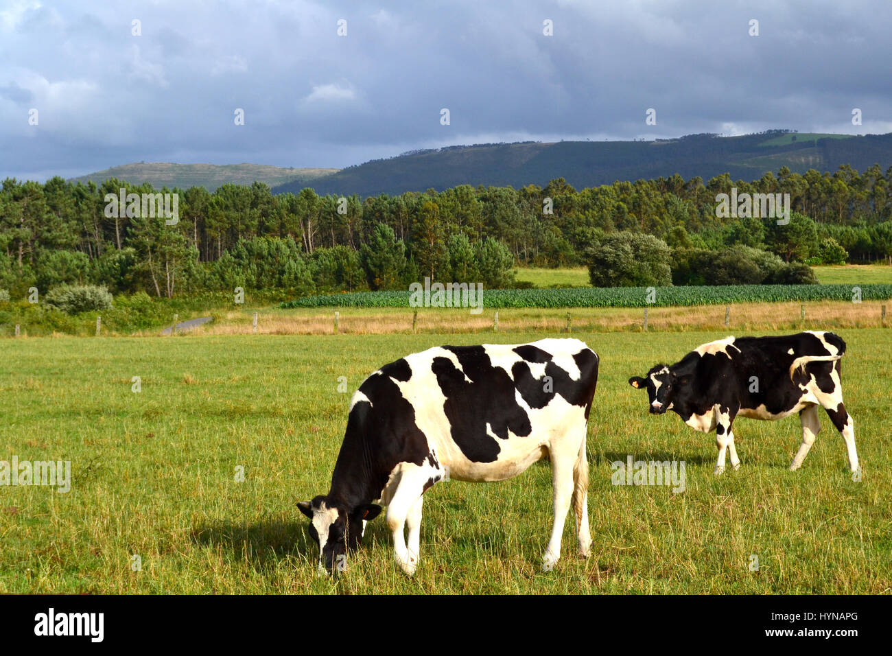 Cows grazing in the field Stock Photo - Alamy