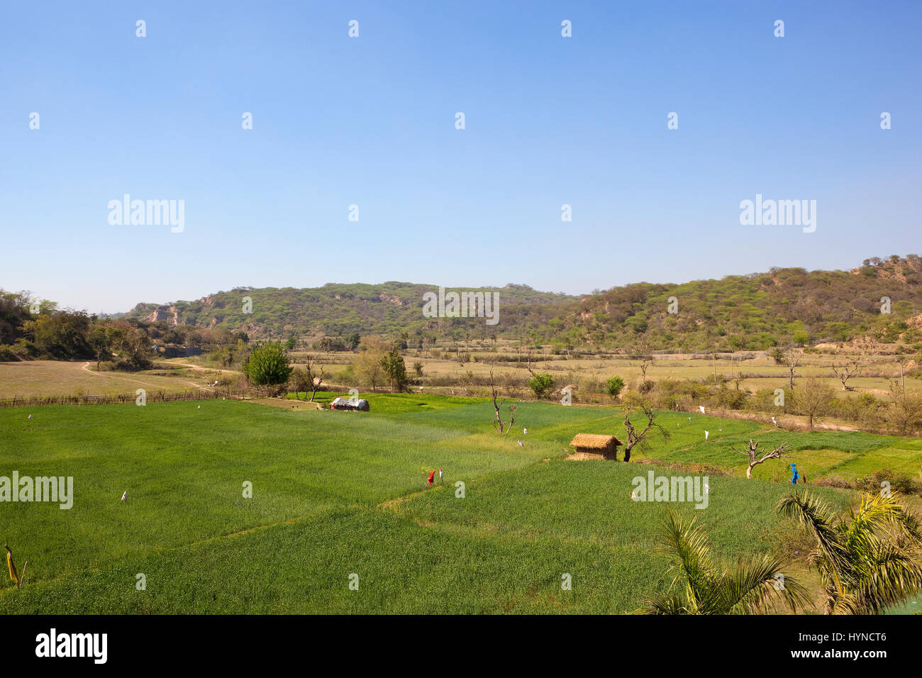 wheat fields and straw huts in scenic morni hills chandigarh india with acacia woodland under a clear blue sky Stock Photo