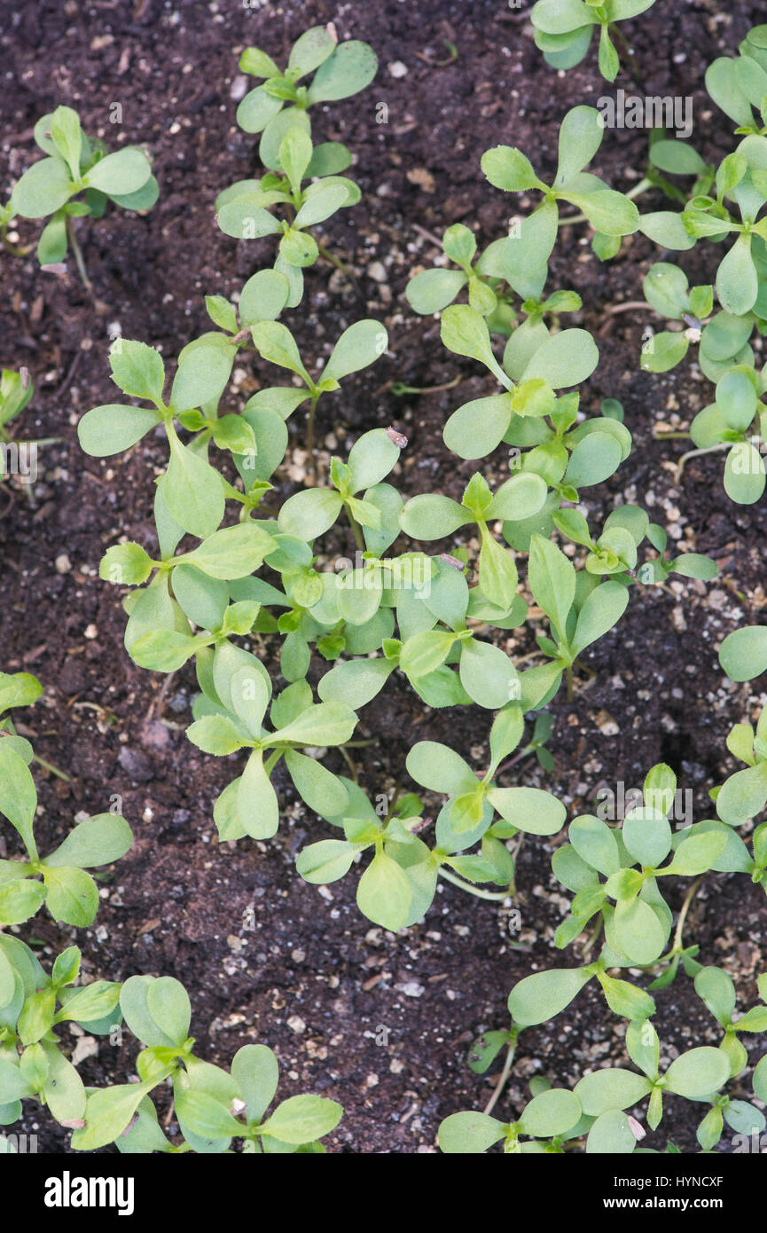 aster seedlings images