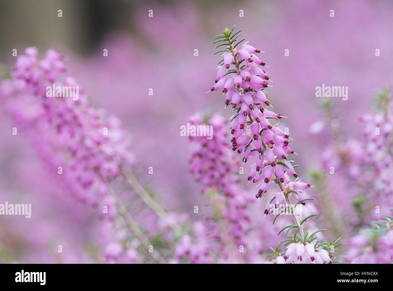 Calluna vulgaris. Heather flowering in spring Stock Photo