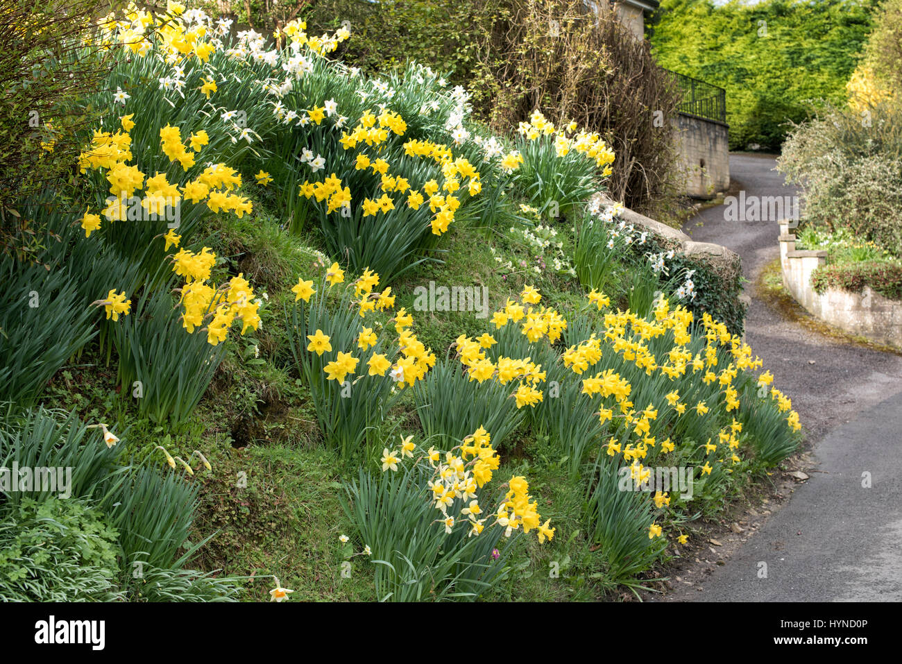 Bank of spring daffodils in the village of Wootton. West Oxfordshire, England Stock Photo
