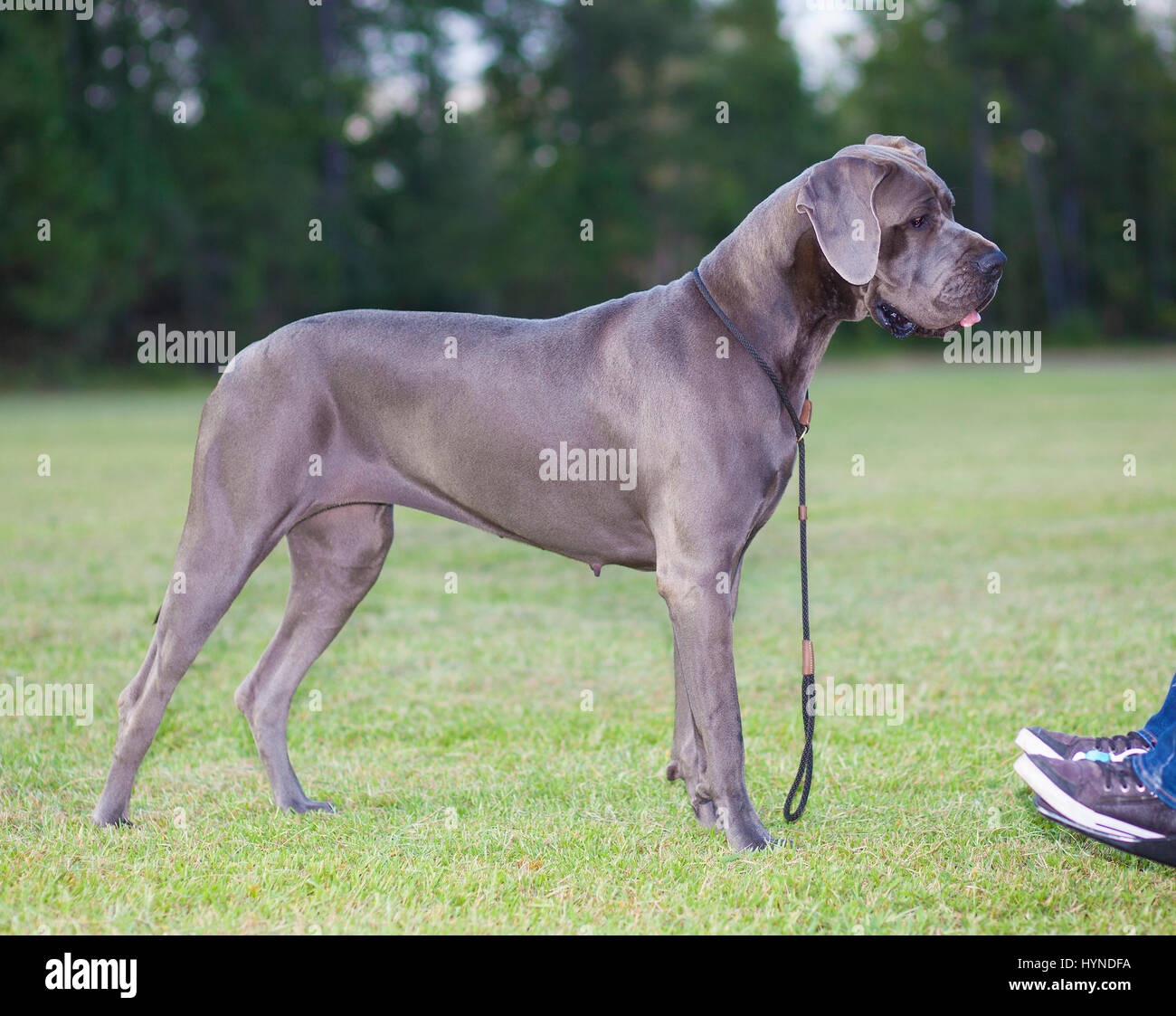 Purebred Great Dane standing next to a person in a wheelchair Stock