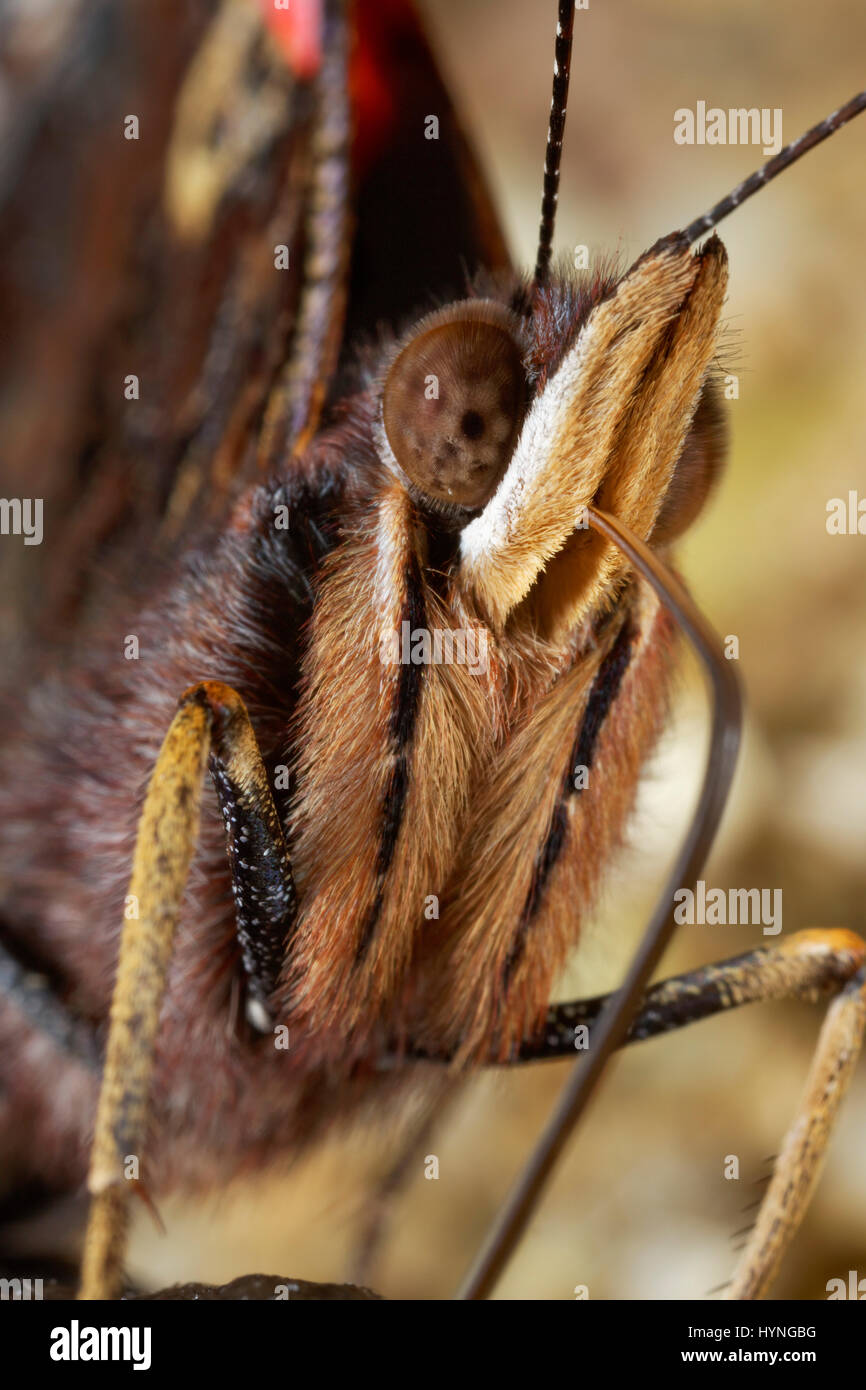 Portrait of the butterfly Stock Photo