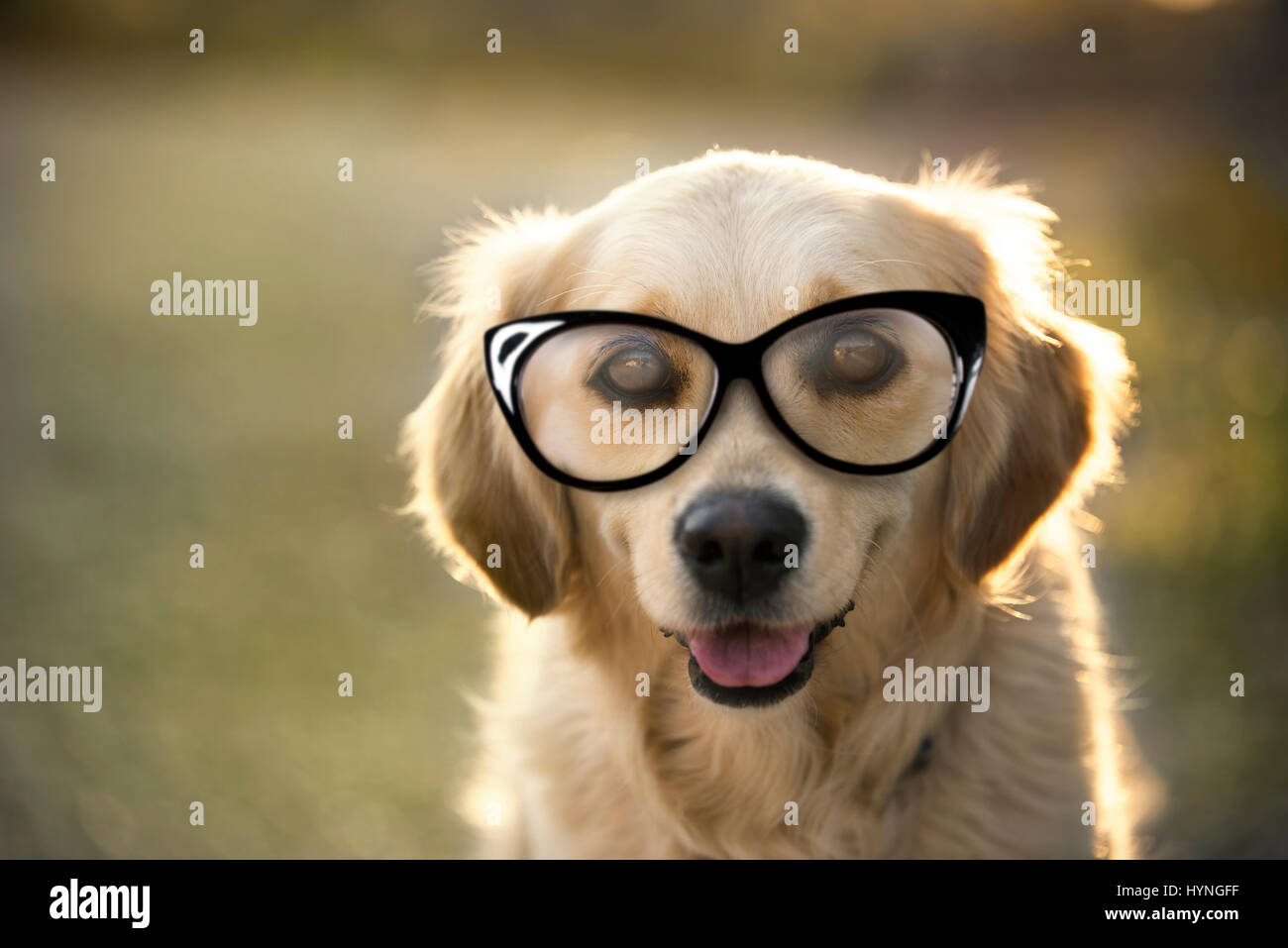 Portrait of a golden retriever dog with eye glasses Stock Photo