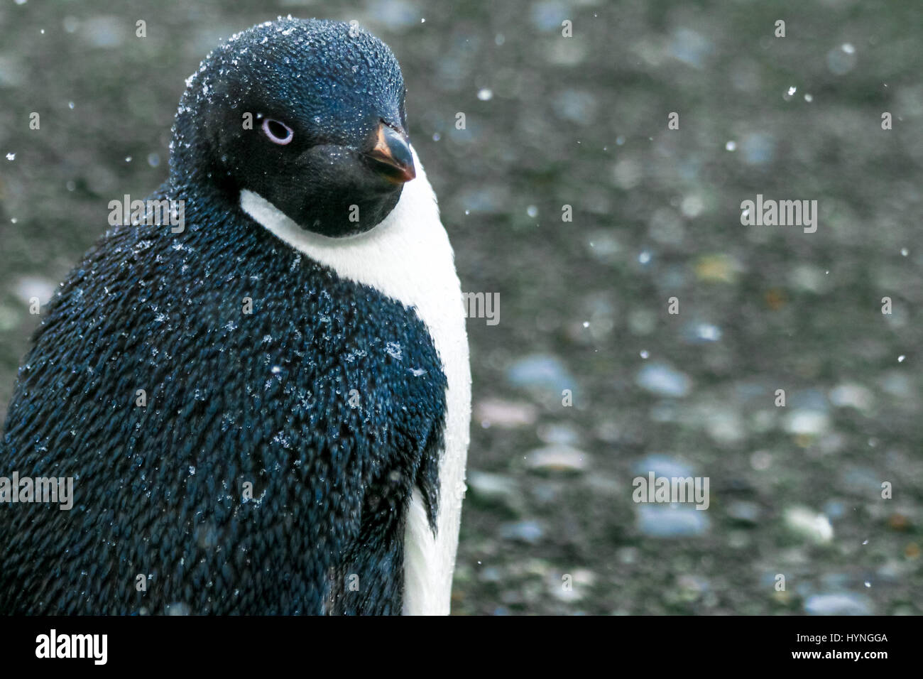 Adélie penguin on King George Island, Antarctica Stock Photo