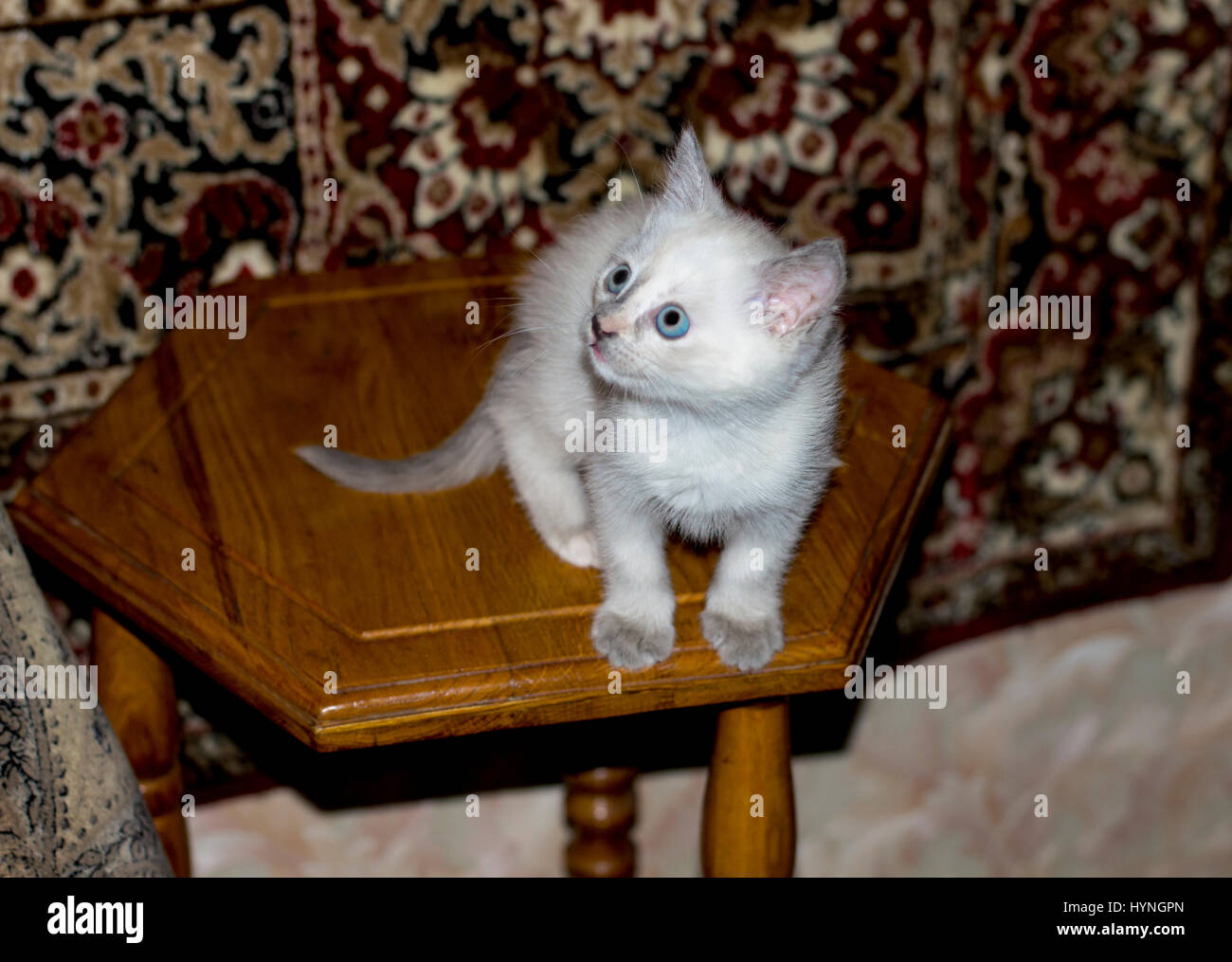 white kitten with blue eyes in the room, a subject kittens Stock Photo